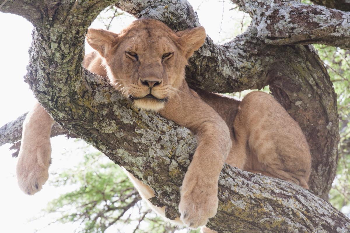 Lion in a Tree